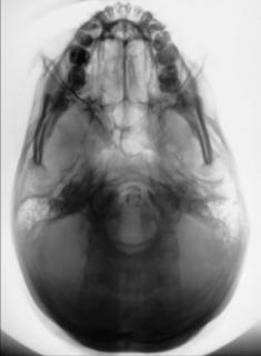 Fig. 11.121 SMV.
