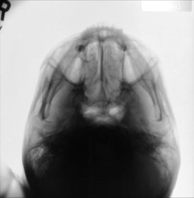 Fig. 11.167 SMV—Mandibulă.