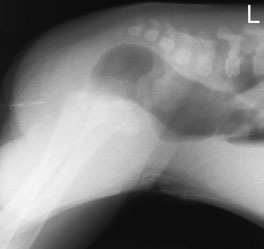 distal bowel la assess level de atresia. radiografie trebuie să