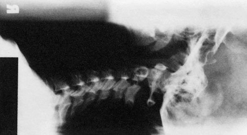 Figura 4: Aspect radiografic / Poziționare (Clark Ed. 12)